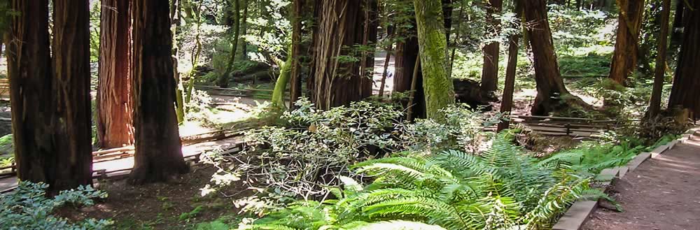 A well-kept path through the forest.